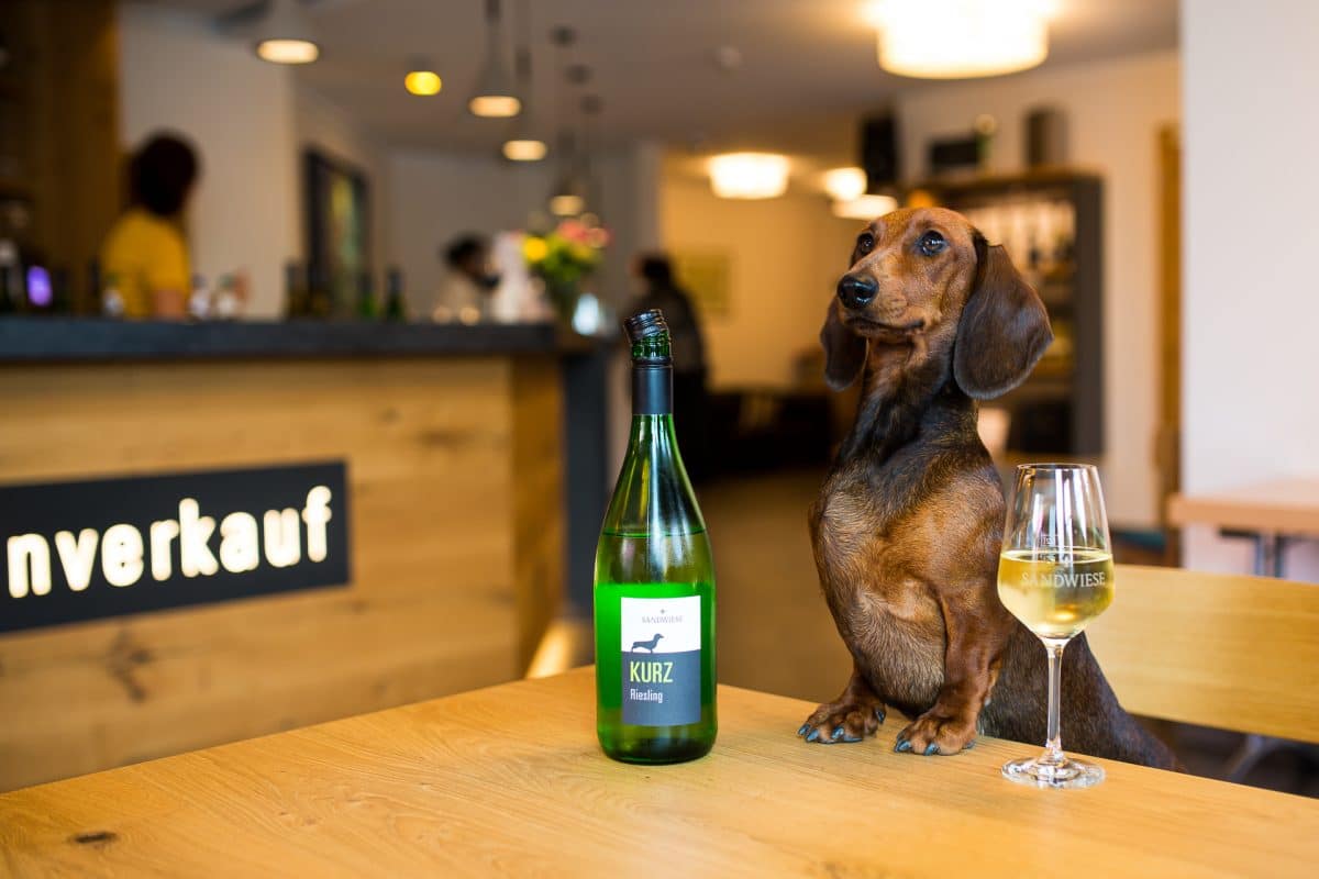 Dackelwein kurzhaardackel wein rheinhessenwein sandwiese dackel teckel worms