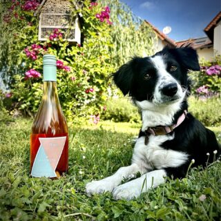 🌞 Sommer-Special: Hol dir jetzt unser unwiderstehliches Angebot! 🍷🌸

💕 5+1 Gratis: Grauburgunder Blush 💕

Der Sommer ist bald da und wir haben das perfekte Angebot für alle Weinliebhaber: 5 Flaschen unseres besonderen Grauburgunder „BLUSH“ kaufen und eine Flasche gratis dazu erhalten! 🥂🎉 Gleichzeitig leistet Ihr einen wertvollen Beitrag für den Natur- und Tierschutz.

Wir sind stolz darauf, nicht nur diesen erstklassigen Wein anzubieten, sondern auch Naturschutzprojekte vom BUND – Kreisgruppe Wonnegau und den Tierschutz Notpfote – AnimalRescue e.V. aktiv zu unterstützen. Mit jedem Kauf unserer Grauburgunder Blush Weine tragt Ihr zu diesen wichtigen Anliegen bei.

Ob als Aperitif, zur Grillparty oder einfach zum Genießen auf der Terrasse - dieser Wein ist vielseitig einsetzbar und wird dich mit seinem besonderen Geschmack begeistern. 🍷❤️
Sichere dir jetzt dieses unschlagbare Angebot und lade den Sommer in deine Gläser ein! Besuche uns in unserer Vinothek oder bestelle bequem online. 🛒💻

📣 Angebotsdetails:
• 5+1 Gratis: Grauburgunder Blush
• Preis: 48 EUR pro 5er Pack (inkl. MwSt) ohne andere Rabatte
• Gültig bis: 18.06.2023
• Solange der Vorrat reicht
Mit diesem Angebot möchten wir gemeinsam mit Euch den Sommer gebührend einläuten und gleichzeitig Gutes tun.

Unser heutiges Model ist Shanti. Die kleine Maus ist unser Sandwiese-Teamzuwachs. Zwar nicht zu 100% Dackel, aber trotzdem Zuckersüß. Sie kommt vom Tierschutz aus Rumänien und genießt nun seit 3 Monaten das Leben als Bürohund in der Sandwiese. 

Auf unsere Natur und den Tierschutz - Cheers! 🥂

⚜

#zeitfürwein #weinliebhaber #winewinewine #rheinhessenwein #grauburgunder #tierschutz #sandwieseteckel #tierschutzhund @notpfote @BUND Kreisgruppe Wonnegau