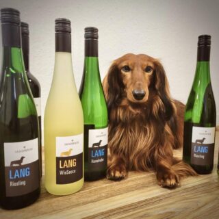 Happy Long Weekend 🤩🥂
Happy Friday und allen, die einen Brückentag haben, wünschen wir ein wundervolles, LANGes Wochenende!
Was habt Ihr schönes vor?

Unser heutiges, wundervolles Model ist Oskar! ❤️ Einfach goldig 😍. Ein herzliches Dankeschön an @linaehu und @henrikedieckerhoff für dieses großartige Bild.❤️

Cheers, auf ein schönes Wochenende 🥰

⚜️

#zeitfürwein #Weinliebhaber #winelover #rheinhessenwein #teckeldog #dackelwein #dachshundlove #dackelliebe #sandwieseteckel